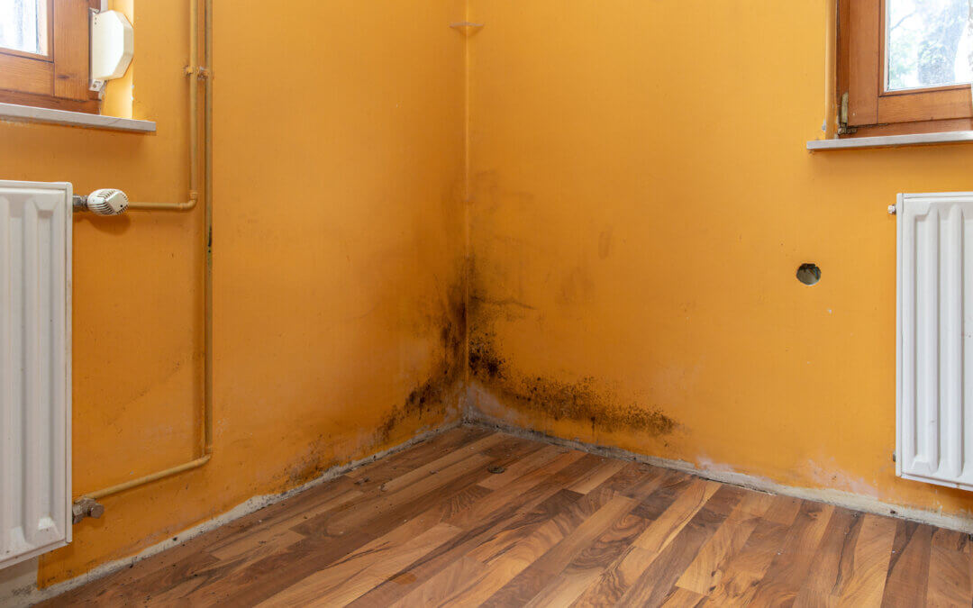 The Real Cost of Mold: How To Budget for Professional Mold Remediation