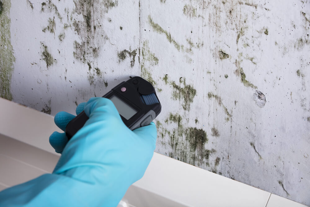 Don’t Let Mold Grow Unchecked: How To Test for Mold in Your Home