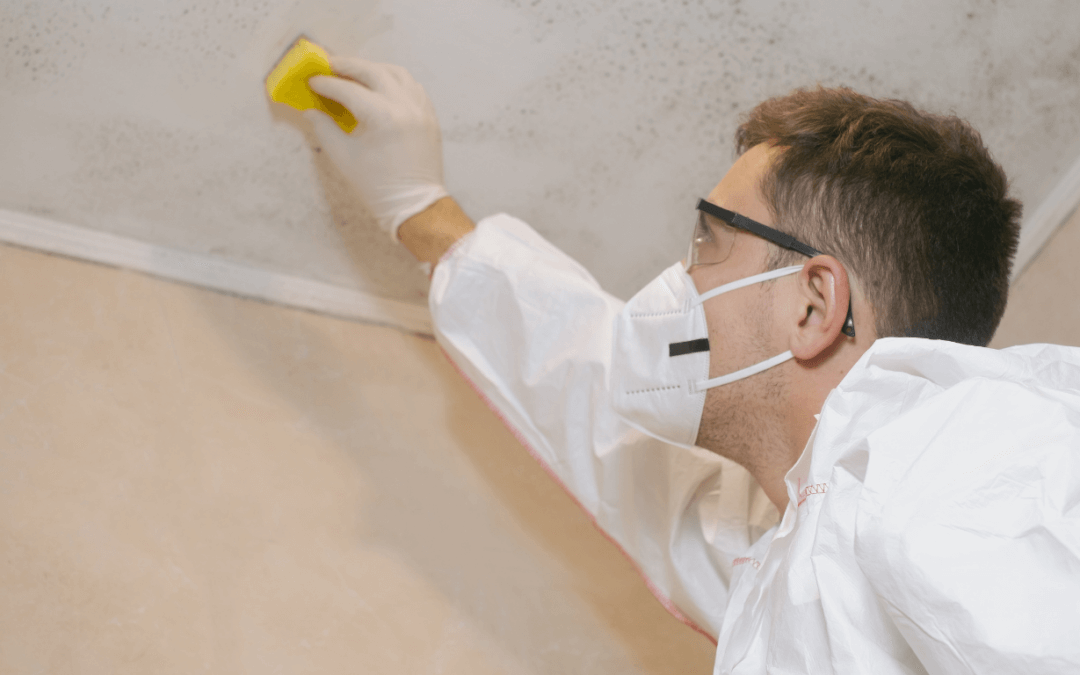 Mold Cleaning Services: Restore Your Home’s Health