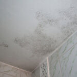 Your Guide to Removing Mold from Bathroom Ceiling Easily