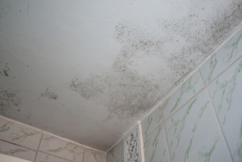 Your Guide to Removing Mold from Bathroom Ceiling Easily
